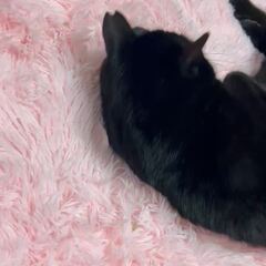 動画1