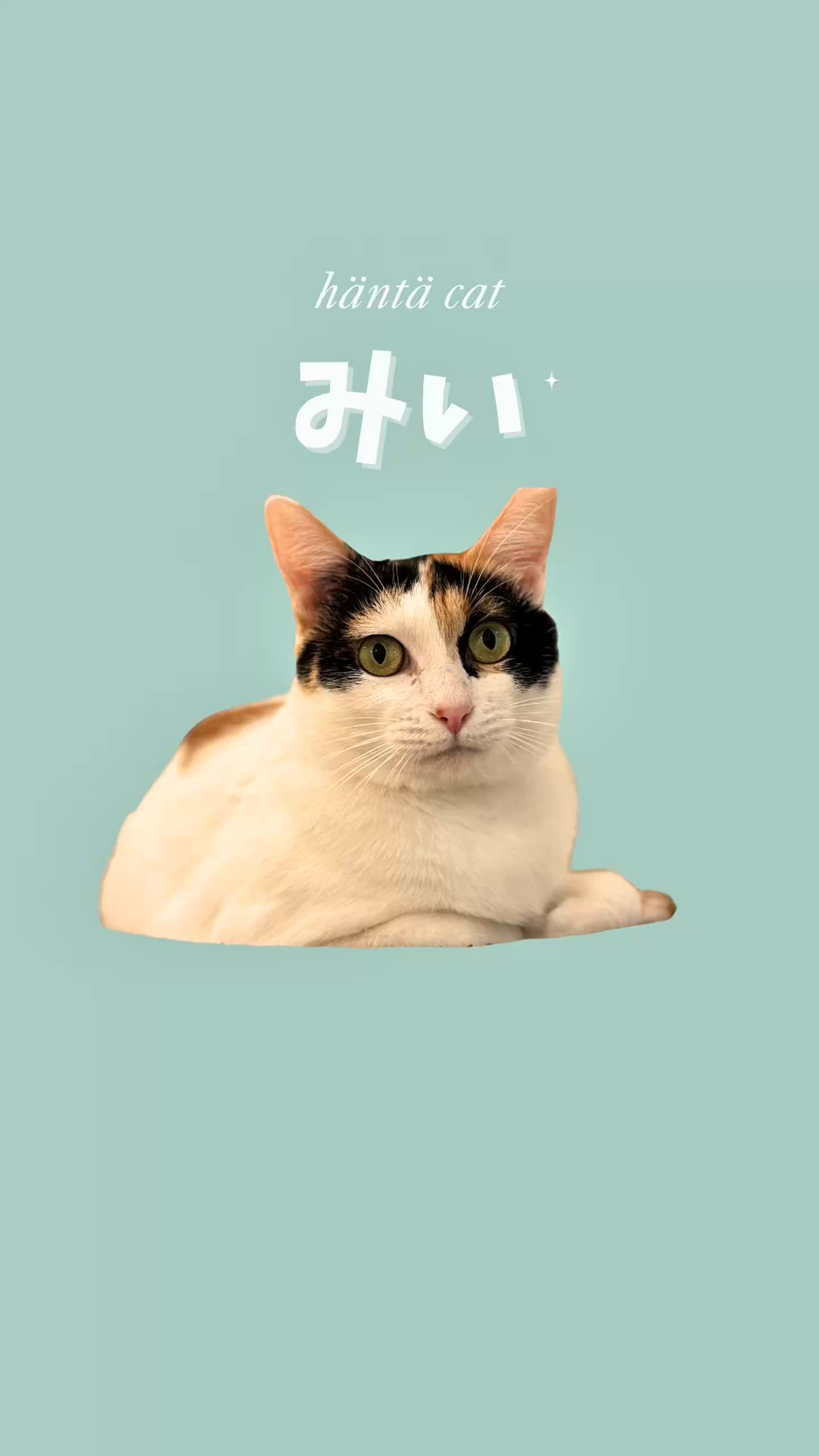 美人三毛猫みぃちゃん」大阪府 - 猫の里親募集(524161) :: ペットの
