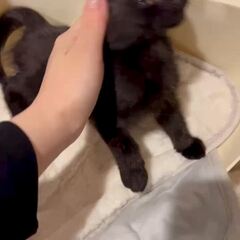 動画1