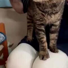 動画1