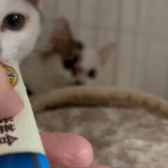 動画1