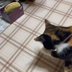 動画1