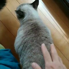 動画1