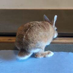動画1