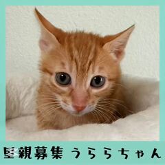 動画1