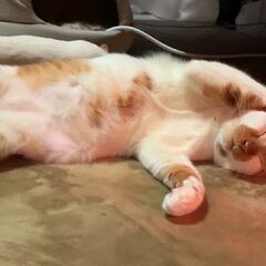 動画1