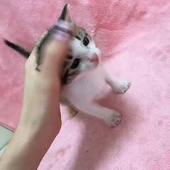動画1