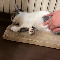 動画1