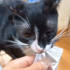 動画1