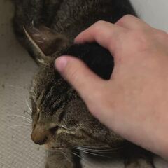 動画1