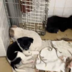 動画1
