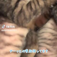 動画1