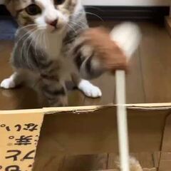 動画1