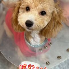 動画1