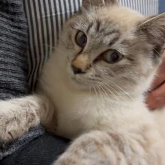 動画1
