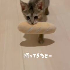 動画1