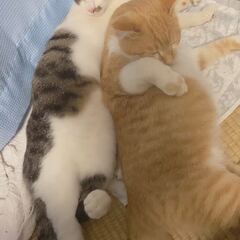 動画1