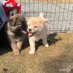 動画1