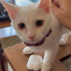 動画1