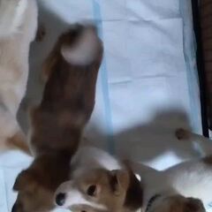 動画1