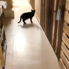 動画1