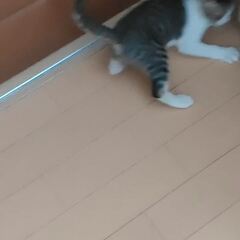 動画1