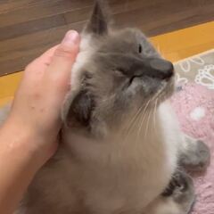 動画1