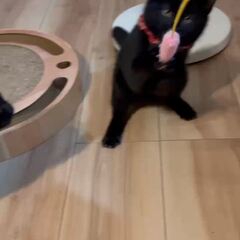 動画1