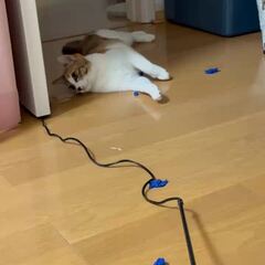 動画1