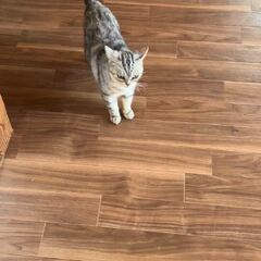 動画1