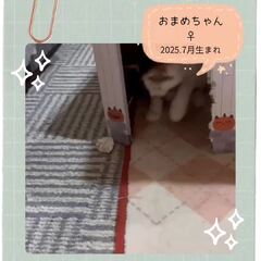 動画1
