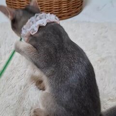 動画1