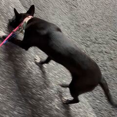 動画1