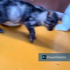 動画1