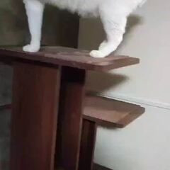 動画1
