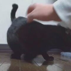 動画1