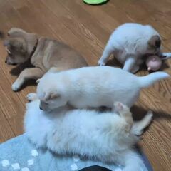 動画1