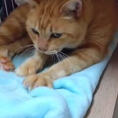 動画1