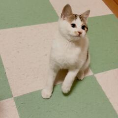 動画1