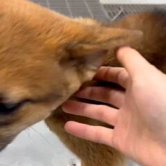 動画1