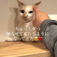 動画1