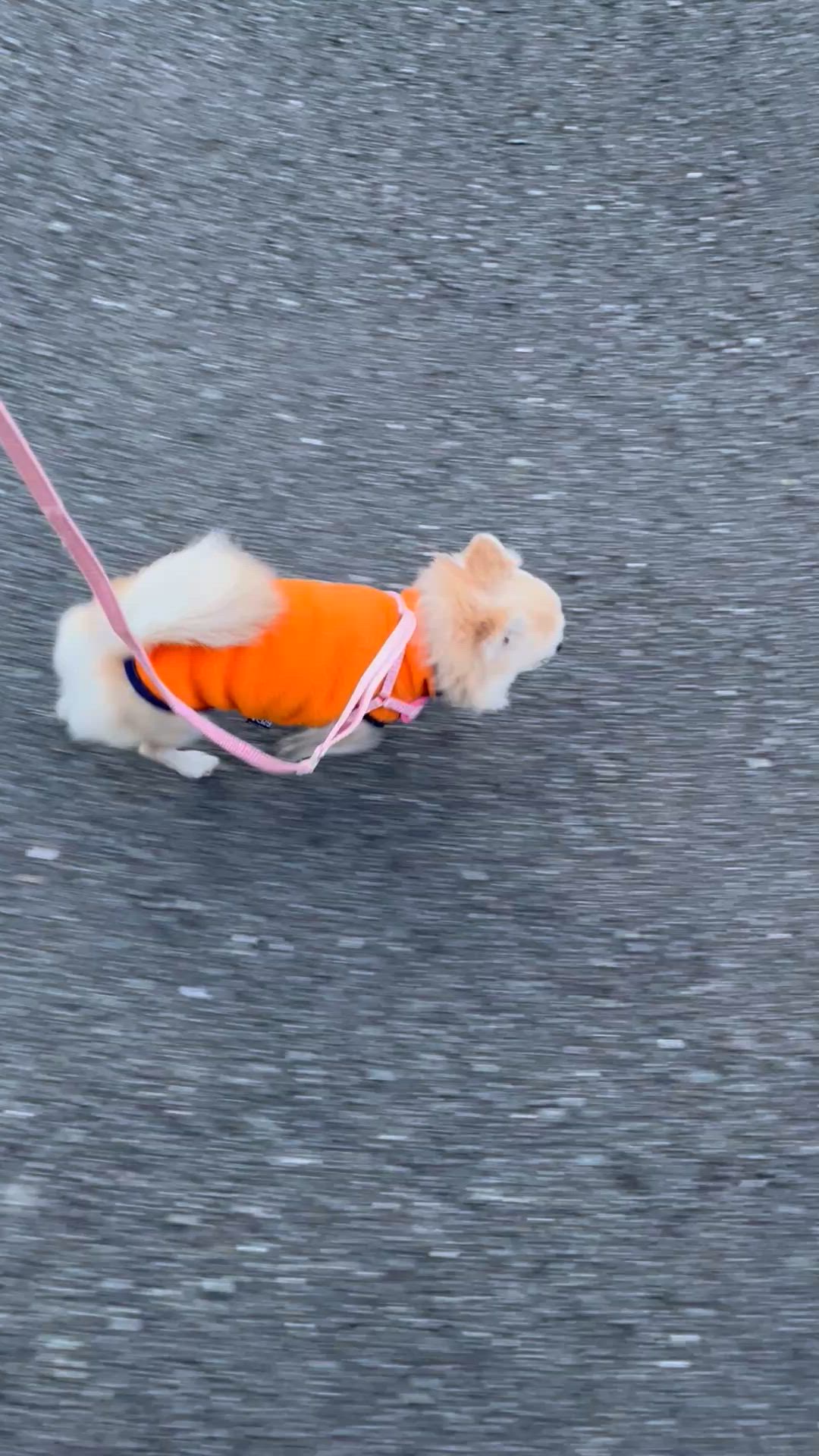 小さくて可愛い「いろは」ちゃん」福岡県 - 犬の里親募集(534622