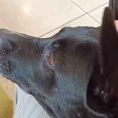 動画1