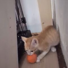 動画1