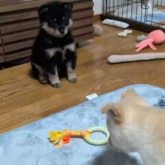 動画1