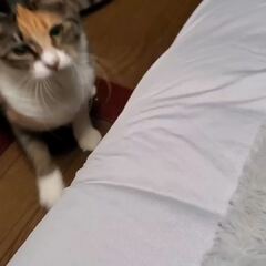 動画1