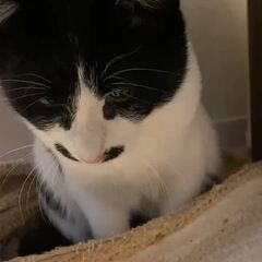 動画1