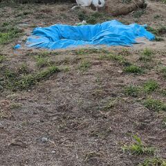 動画1