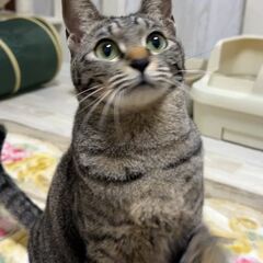 動画1