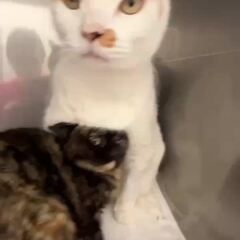 動画1